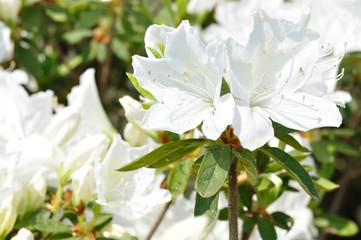 リュウキュウツツジ