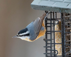 Red breasted nuthatch