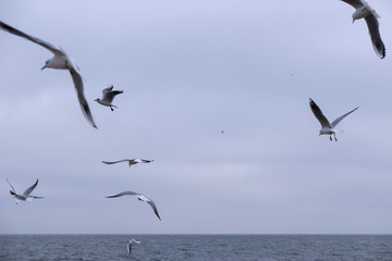 Fototapeta na wymiar Many gulls fly over the cold sea in winter. Black Sea