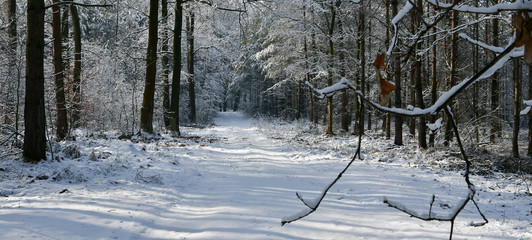 las zimą © amadeusz