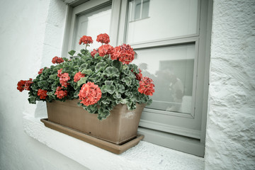 window with floral arrangement next to the street