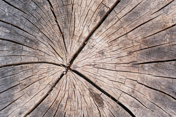 Wood texture of cut tree trunk, close-up, Detail of annual rings of a tree trunk in the forest