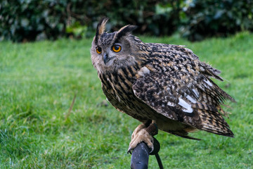 portrait of an owl