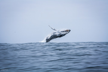 Obraz premium Ballena