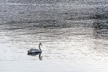 swan on the lake