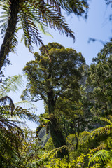 Pororari River track, landscape on the Pororari River Track, new zealand, south island, Wild New Zealand forest or jungle, Catlins, South Island. 