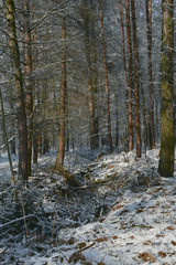 Fototapeta na wymiar las zimą