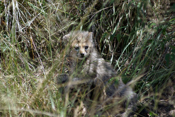 Baby cheetah at Masai Mara national park, Kenya