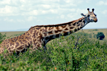 Giraffe in Masai Mara reserve, Kenya