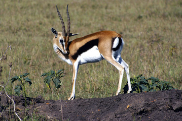 Tompson Gazelle at Masai Mara national park, Kenya