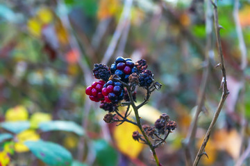 Blackberries on a dry branch in the autumn forest