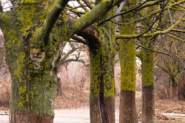 Fototapeta premium Closeup of green and yellow moss growing on an old tree.