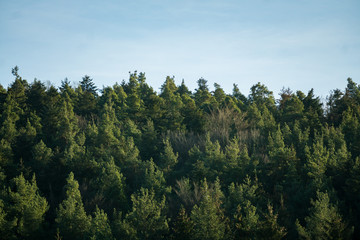 Schwarzwald im spätsommer