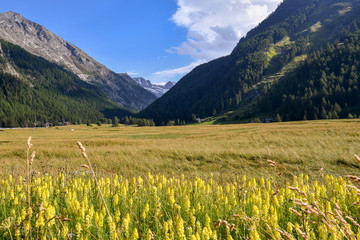 Scenic view of a hay field with mountains and yellow wild flowers in the foreground, Cogne, Aosta Valley, Alps, Italy