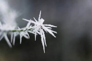Der erste frost am morgen