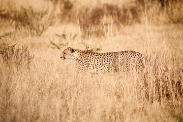 cheetah, (Acinonix jubatus)