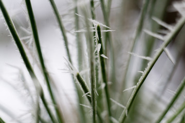 Der erste frost am morgen