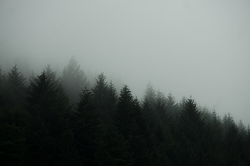 Schwarzwald im nebel