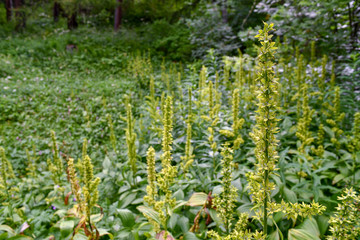 Scenic view of blooming wild flowers in the underbrush of a mountain forest, Lillaz, Aosta Valley, Alps, Italy