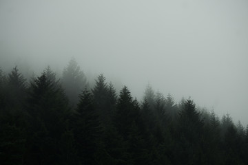 Schwarzwald im nebel