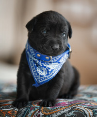 Black lab puppy with blue collar