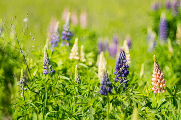 blooming flowers in the meadow