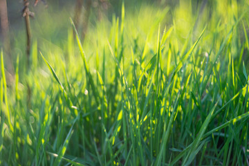 Background of a green grass with bokeh. Green grass texture