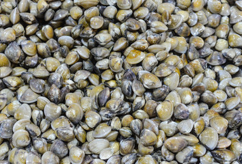 Fresh clams on fish market
