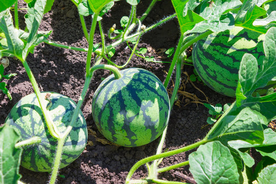 Watermelons on the green melon field