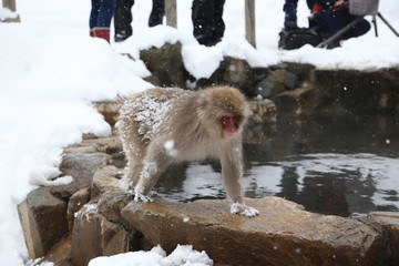 Monkey in Nagano Prefecture of Japan