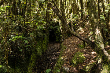 Fototapeta na wymiar amazing nature of New Zealand, nature wallpaper of the nature in New Zealand, great wildlife and plants of New Zealand