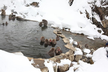 Monkey in Nagano Prefecture of Japan