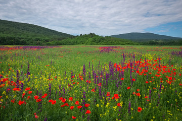 Spring flowers in field. Beautiful landscape. Composition of nature