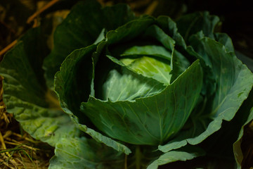 Fototapeta na wymiar Close up green vegetable.