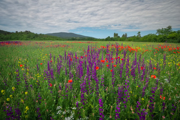 Spring flowers in field. Beautiful landscape. Composition of nature