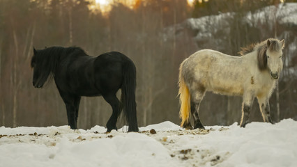 Konie na polanie to horses © Dreamnordno