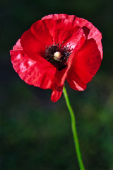 Delicate Red Common Poppy Flower in the wind on a green spring garden. Gentle movements in the breeze. (Papaver Rhoeas).
