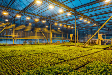Modern hydroponic greenhouse with complex climate control system for cultivation of agricultural and ornamental plants for gardening. Working artificial light in evening
