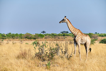 Lonely giraffe in the savannah.