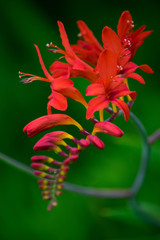 Crocosmia Flower