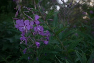 Purple Flowers