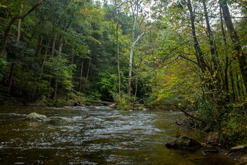 Fototapeta premium Fork in the river