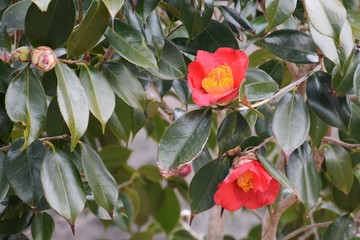 Camellia (Camellia japonica)