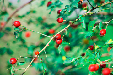 Fototapeta premium Berries of a dogrose on a bush