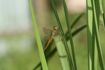 Libellulidae, dragonfly insects perch on a beautiful stalk