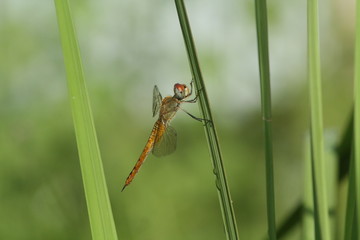 Libellulidae, dragonfly insects perch on a beautiful stalk