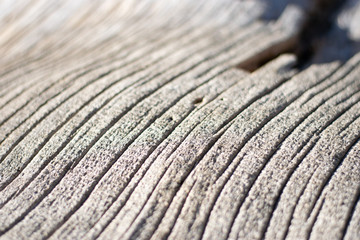 Wood Grain