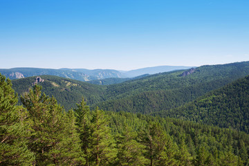 Landscape of coniferous forests. Panorama. Summer sunny day