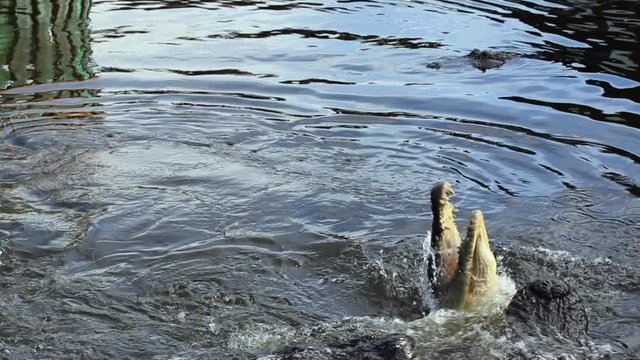 Alligator Jumps out of water for meat in slow motion. Alligator bites the meat, but then lets go, splashing in water. Slow motion HD.