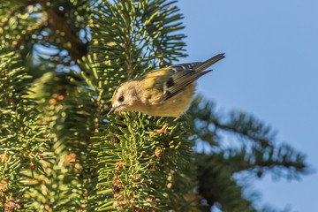 Naklejka premium Goldcrest (Regulus regulus) on a branch